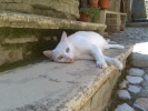 Foto Precedente: CAT MODEL