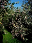 Foto Precedente: ramo di olivo