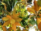 Foto Precedente: magnolia