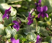 Foto Precedente: violette
