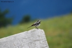 Prossima Foto: Uccellino pancione