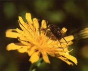 Foto Precedente: Il fiore,l'insetto e......l'anello di inversione0