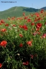 Foto Precedente: Castelluccio in fuoco