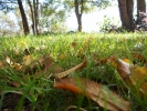 Prossima Foto: Colori d'autunno
