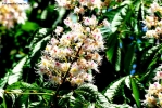 Prossima Foto: Ippocastano in fiore