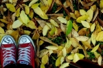Foto Precedente: autumn leaves.
