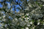 Prossima Foto: Delicato  ....come un fiore