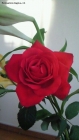 una rosa rossa perfetta