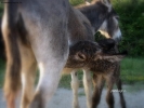 Prossima Foto: prime poppate ....