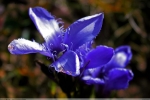 Prossima Foto: Fiore Blu