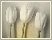 Prossima Foto: i miei bianchi tulipani