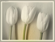 Foto Precedente: i miei bianchi tulipani