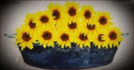 Foto Precedente: Girasoli