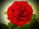 Prossima Foto: La rosa