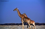 Prossima Foto: Le giraffe non si distraggono mai...