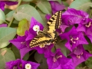 Prossima Foto: farfallina gialla...