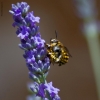 Foto Precedente: Abbraccio sulla lavanda
