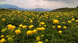 Prossima Foto: Prato in fiore