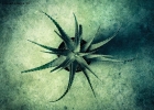 Foto Precedente: creature