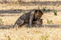 Foto Precedente: Tanzania - Serengeti 1