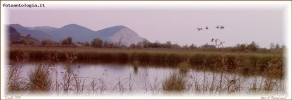 Foto Precedente: Lago di Massaciuccoli - Oasi Lipu