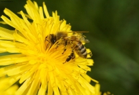 Prossima Foto: Polline