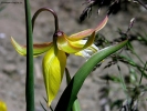 Foto Precedente: l'eleganza di un fiore di montagna