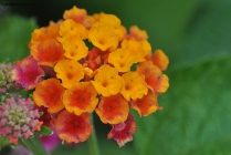 Foto Precedente: fiore bicolore