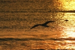 in volo