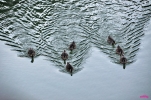 Prossima Foto: scia..