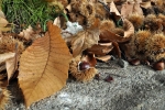 Prossima Foto: ricci e castagne