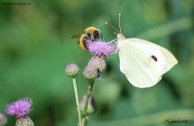 Prossima Foto: Un fiore per due