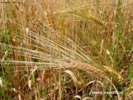 Prossima Foto: campo di grano