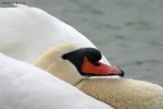 Foto Precedente: cigno