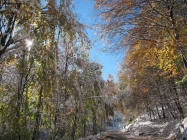 Foto Precedente: Neve sui colori d'autunno