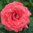 Foto Precedente: Rosa rossa