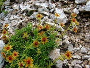 Prossima Foto: saxifraga aizoides