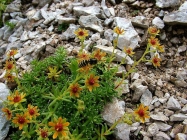 Prossima Foto: saxifraga aizoides