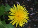 Prossima Foto: Meraviglioso giallo 2