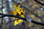 Prossima Foto: Foglia in veste autunnale