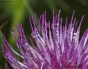 Prossima Foto: Cirsium eriophorum (L.) Scop.