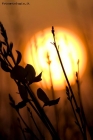 Prossima Foto: Tramonto sulla laguna