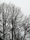 Foto Precedente: inverno