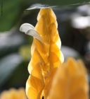Prossima Foto: fiore iropicale