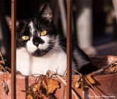 Prossima Foto: La gatta dietro le sbarre