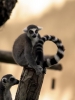Foto Precedente: love is...lemure