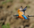 Prossima Foto: il decollo del martin pescatore