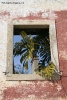 Foto Precedente: Palma alla finestra