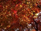 Prossima Foto: ovunque autunno