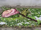 Foto Precedente: La rosa
